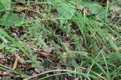 Asparagus schoberioides