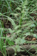 Asparagus schoberioides