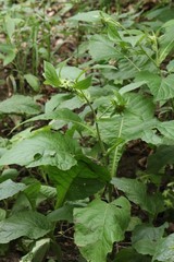 Carpesium macrocephalum