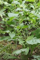 Carpesium macrocephalum