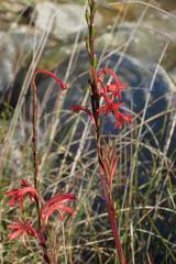 Watsonia angusta