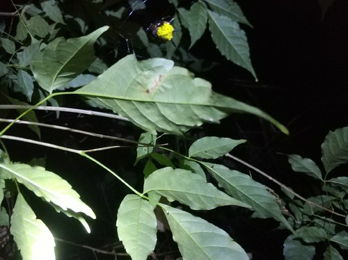 Hasselt's Spiny Spider