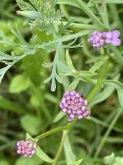 Iberis umbellata