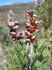 Paranomus bracteolaris