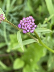 Iberis umbellata