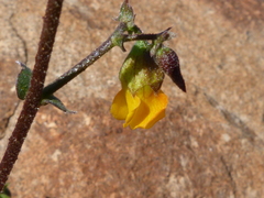 Hermannia paucifolia