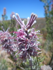 Paranomus bracteolaris