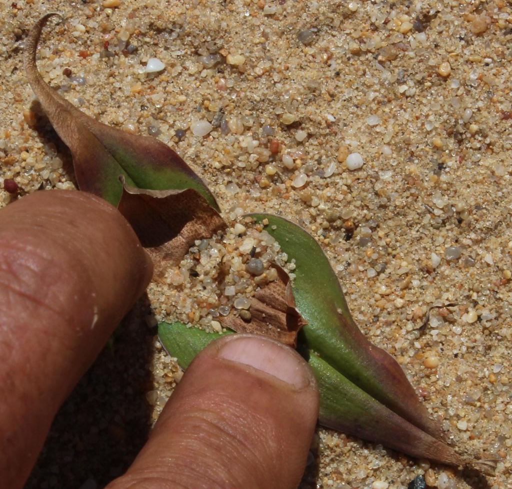Colchicum irroratum, Caracal Eco4X4 Route tracks around Skuinsbaai Noord campsite: Namaqua National Park