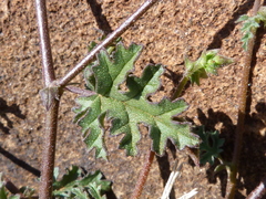 Hermannia paucifolia