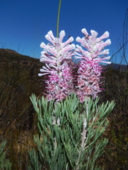 Paranomus bracteolaris