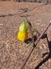 Hermannia paucifolia