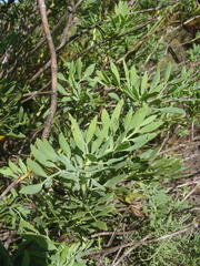Notobubon laevigatum
