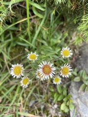 Erigeron morrisonensis