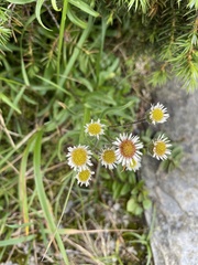 Erigeron morrisonensis