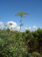 Notobubon laevigatum