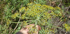 Notobubon laevigatum