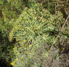 Notobubon laevigatum