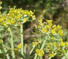 Notobubon laevigatum
