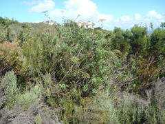Notobubon laevigatum