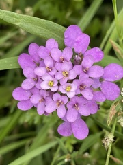 Iberis umbellata