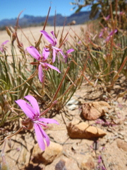 Pelargonium coronopifolium