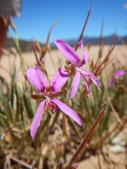 Pelargonium coronopifolium