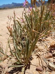Pelargonium coronopifolium