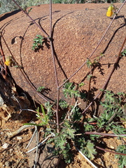 Hermannia paucifolia