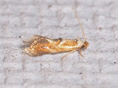 Philonome clemensella