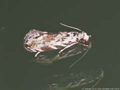 Nemapogon variatella