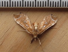 Leucinodes laisalis