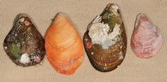 Septifer bilocularis