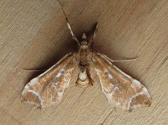 Leucinodes laisalis