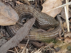 Elgaria multicarinata multicarinata