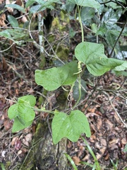 Image of Passiflora sexflora