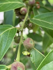 Glochidion lanceolatum