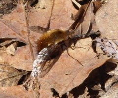 Bombylius discolor