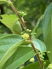 Glochidion lanceolatum