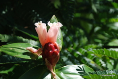 Costus atlanticus