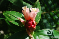 Costus atlanticus