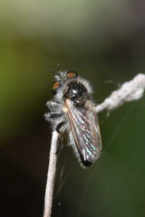 Holopogon priscus