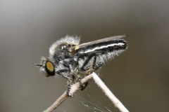 Holopogon priscus