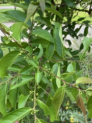 Glochidion lanceolatum