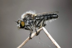 Holopogon priscus