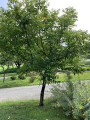 Glochidion lanceolatum