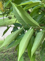 Glochidion lanceolatum