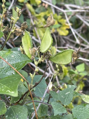 Lablab purpureus subsp. uncinatus image