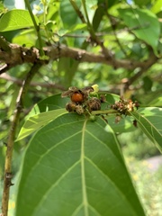 Glochidion lanceolatum