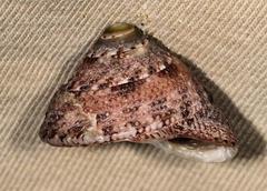 Trochus nigropunctatus