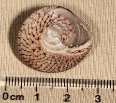Trochus nigropunctatus